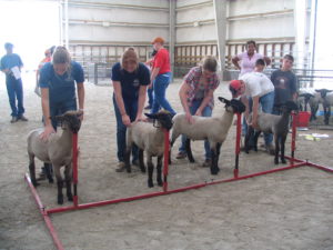 Cover photo for Livestock Judging & Skillathon Clinics