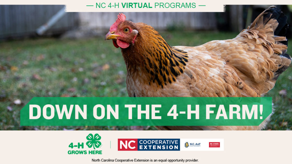 graphic with chicken and text: Down on the 4-H Farm