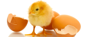 Cover photo for 4-H Embryology In-Home Summer Project