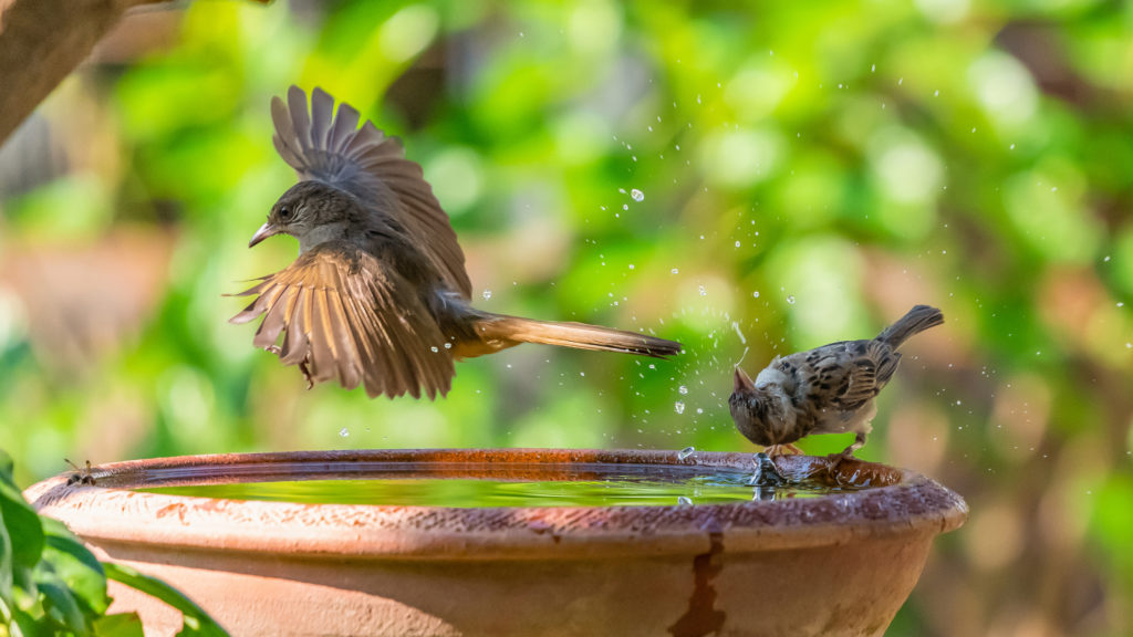 One bird perched on a birdbath rim while another bird flies close to the water surface
