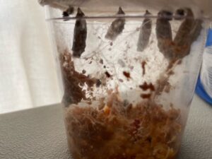 chrysalis formation from a butterfly kit