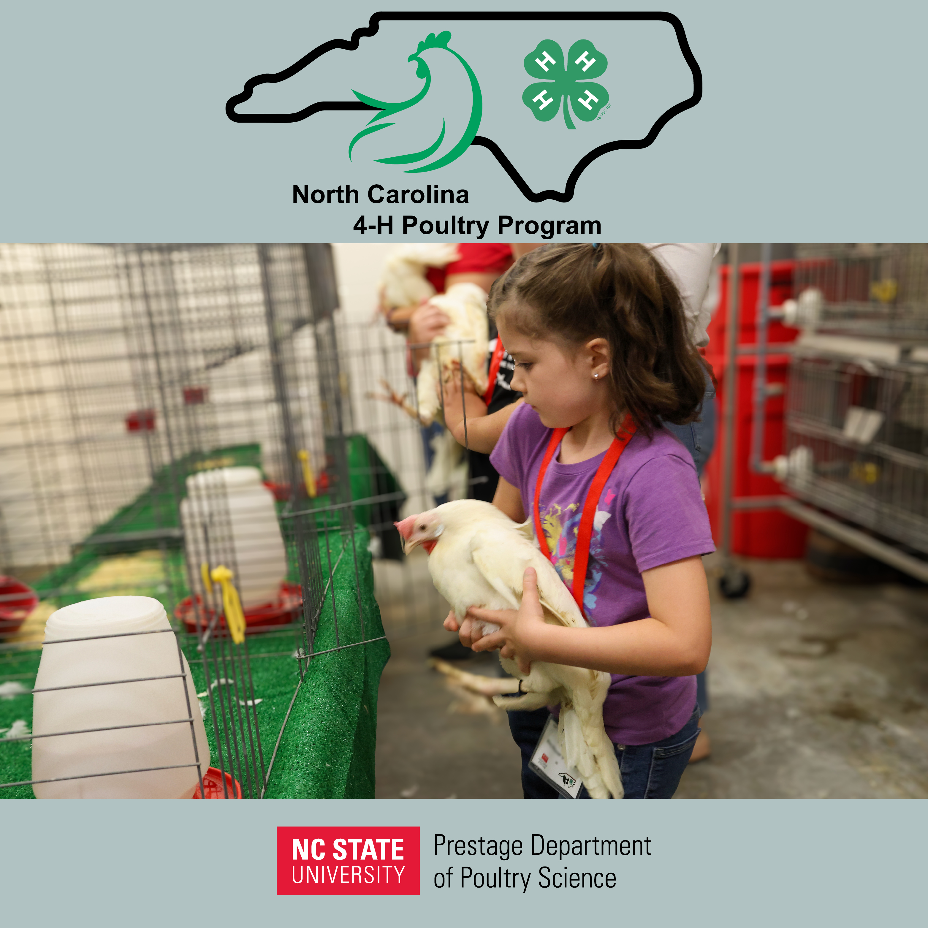 youth judging poultry