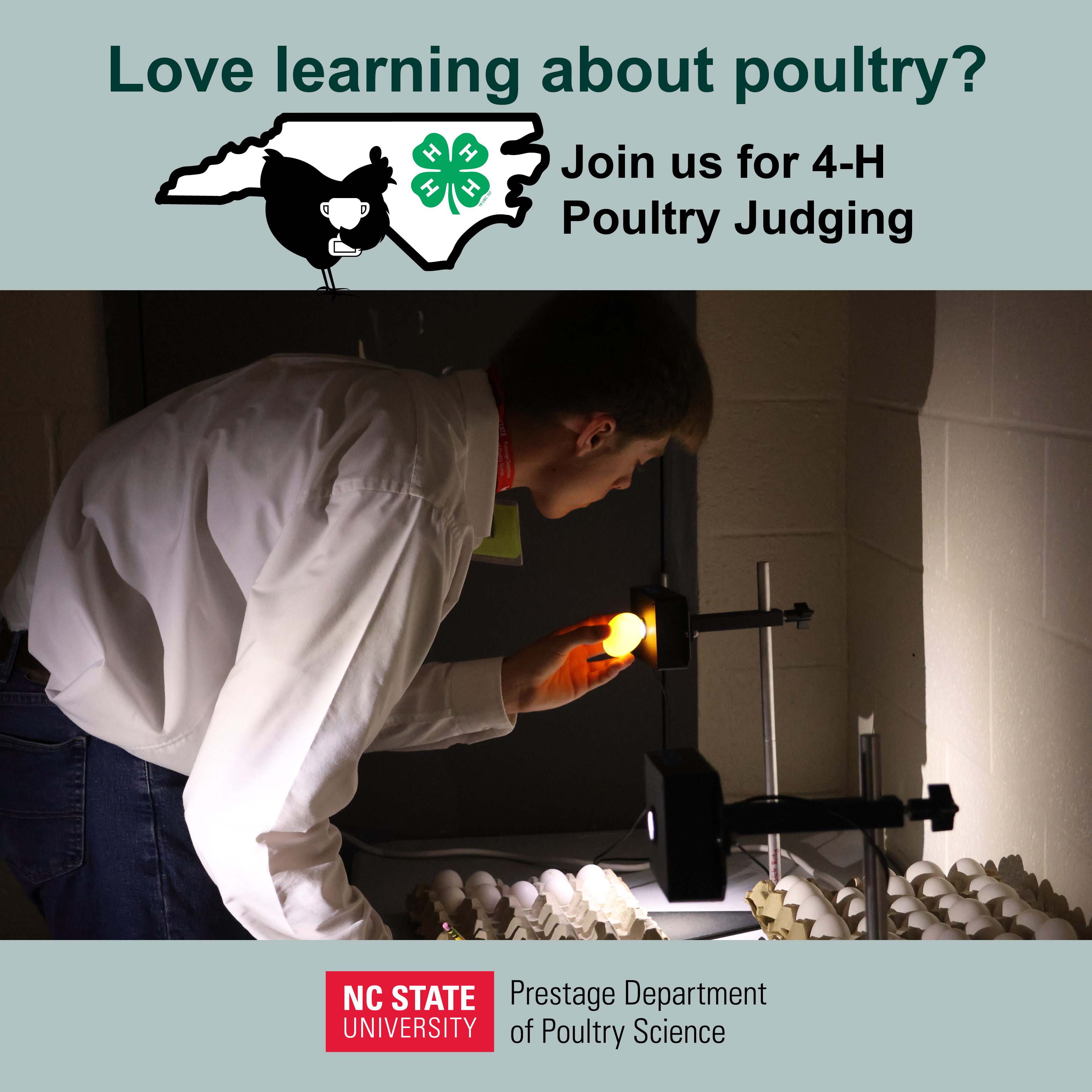 young man judging eggs